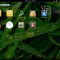 Linux Mint: gli sviluppatori aprono le porte a GNOME 3