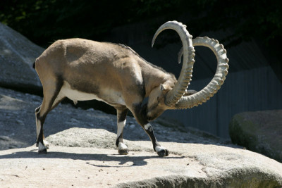 ibex.jpg